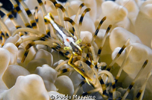 gangga,nikon d2x 60 mm macro by Puddu Massimo 